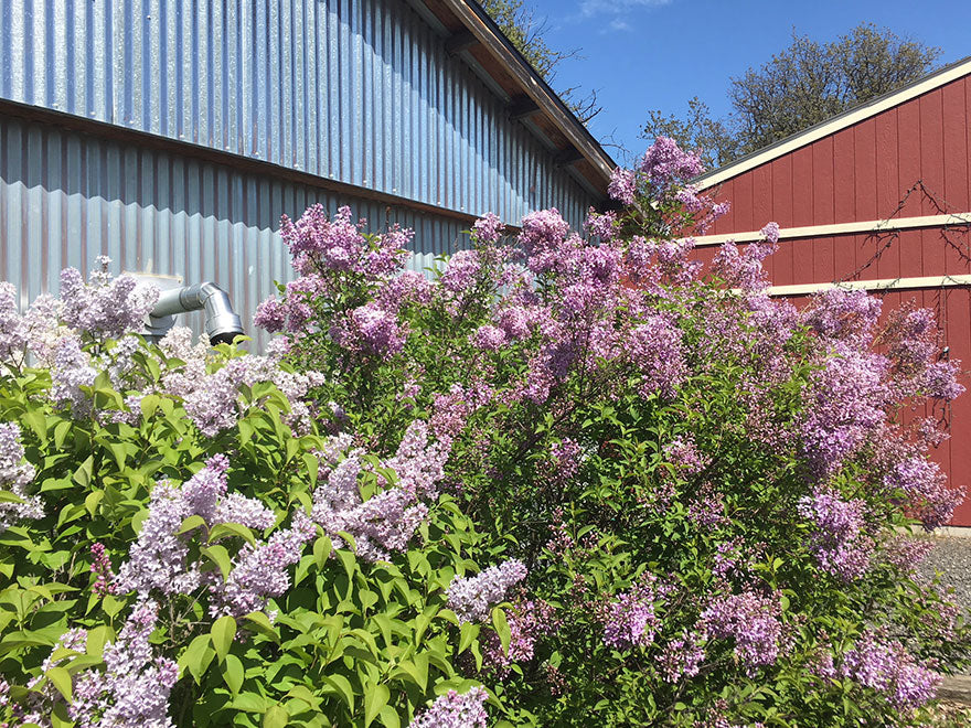 Spring in the Columbia River Gorge