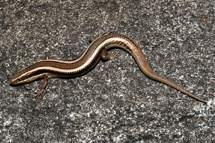 Would You Like A Skink with Your Order?